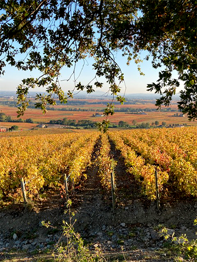 Beaujolais Automne Beaujolais Automne