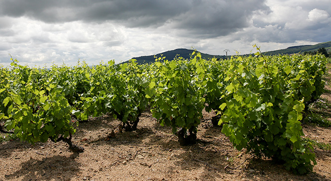img-beaujolais