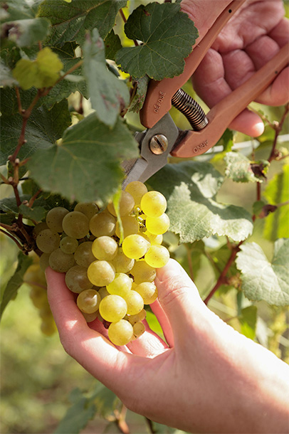 img-chardonnay