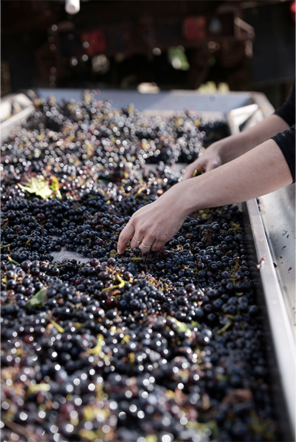 img-env-raisin